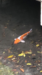 Cyprinus rubrofuscus