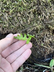 Polypodium californicum