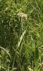 Tradescantia ohiensis