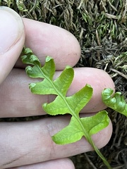 Polypodium californicum