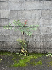 Nandina domestica