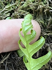 Polypodium californicum