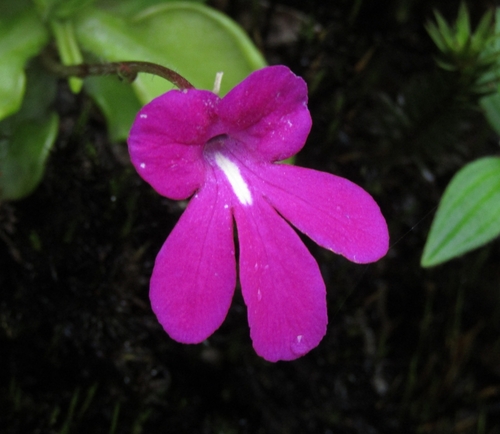 Pinguicula mesophytica
