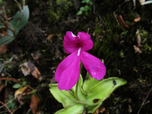 Pinguicula mesophytica