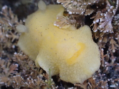 Doriopsis granulosa