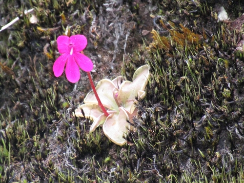 Pinguicula mesophytica