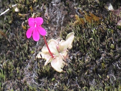 Pinguicula