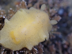 Doriopsis granulosa