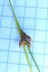 Rhynchospora fujiiana