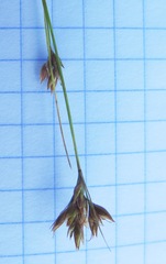 Rhynchospora fujiiana