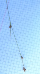 Rhynchospora fujiiana