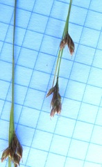 Rhynchospora fujiiana