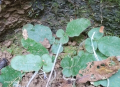 Tectaria zeilanica