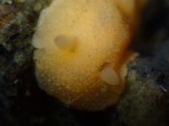 Doriopsis granulosa
