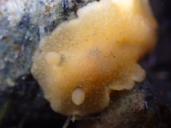 Doriopsis granulosa