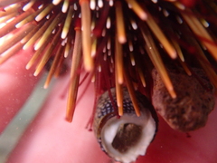 Evechinus chloroticus