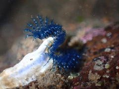 Spirobranchus cariniferus