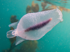Cliopsis krohnii