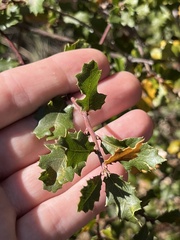 Quercus berberidifolia
