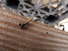 Kalotermitidae