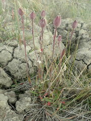 Silene involucrata