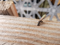 Kalotermitidae