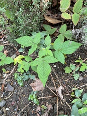 Rubus hirsutus