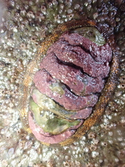 Sypharochiton pelliserpentis