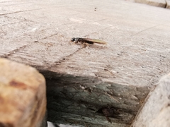 Kalotermitidae