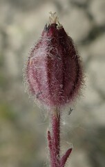 Silene involucrata