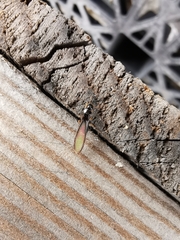 Kalotermitidae