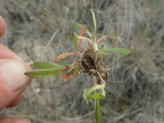 Silene involucrata
