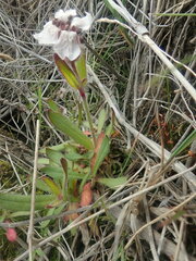 Silene involucrata