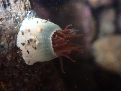 Isactinia olivacea