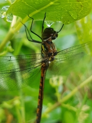 Hemicordulia armstrongi