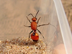 Dasymutilla bioculata