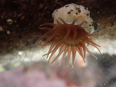 Isactinia olivacea