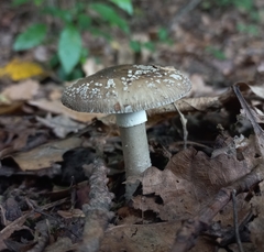 Amanita nothofagi