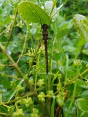 Hemicordulia armstrongi