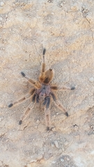 Grammostola rosea