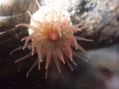 Isactinia olivacea