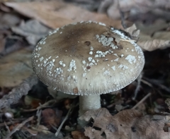 Amanita nothofagi