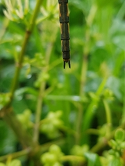 Hemicordulia armstrongi