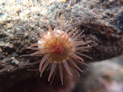 Isactinia olivacea
