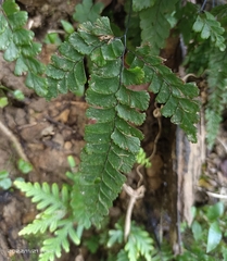 Adiantum diaphanum