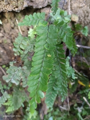 Adiantum diaphanum