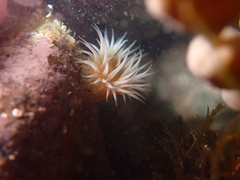 Anthothoe albocincta
