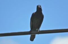 Onychognathus morio morio