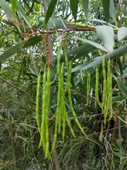 Acacia longifolia longifolia