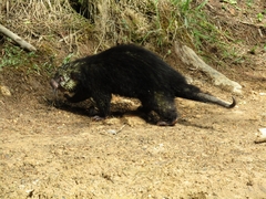 Coendou mexicanus